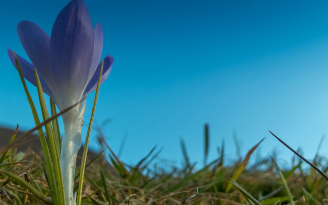 Purple flower grass blue sky free wallpaper for desktop - medium preview image