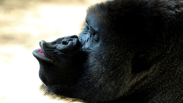 Gorilla open mouth tongue up free wallpaper for desktop - medium preview image