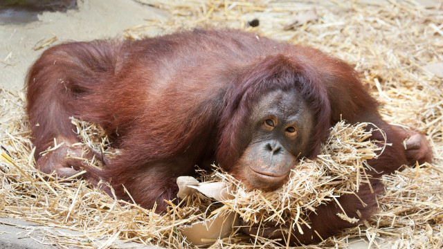 Monkey hay banana smile primitivism free wallpaper for desktop - medium preview image