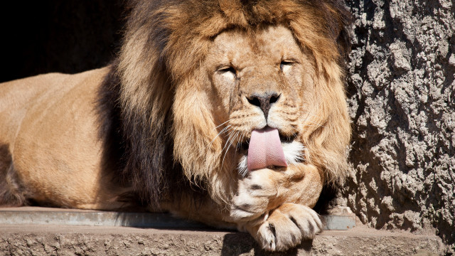 Lion lying down tree trunk free wallpaper for desktop - medium preview image