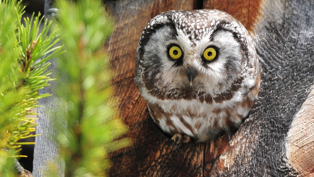 Owl yellow eyes fence post free wallpaper for desktop - medium preview image