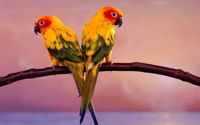 Yellow green birds puzzle romantic free wallpaper for desktop - medium preview image