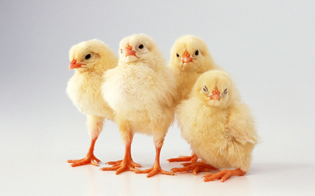 Three chickens white surface white free wallpaper for desktop - medium preview image