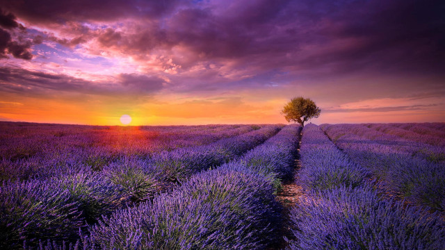 Lavender field lone tree sunset #4 free wallpaper for desktop - medium preview image