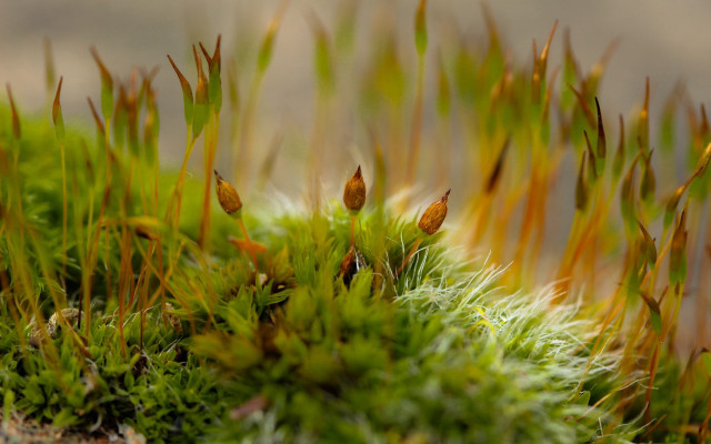 Macro plant flower blurry background free wallpaper for desktop - medium preview image