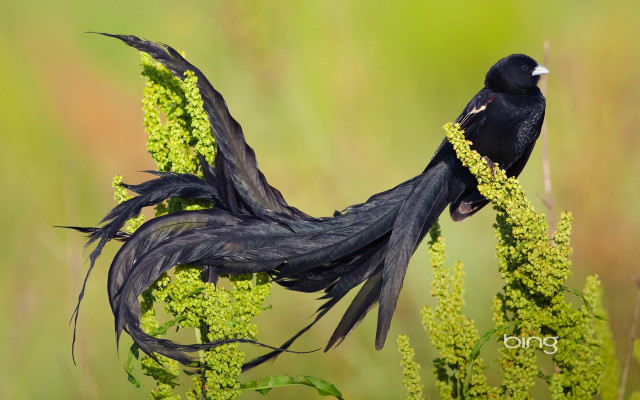 Black bird long feathers green free wallpaper for desktop - medium preview image
