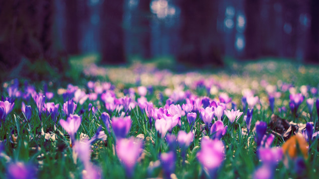 Purple flower field forest bokeh free wallpaper for desktop - medium preview image