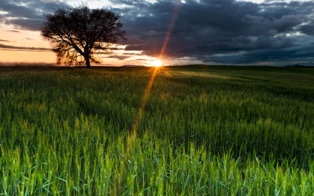 Sunset tree clouds field horizon free wallpaper for desktop - medium preview image