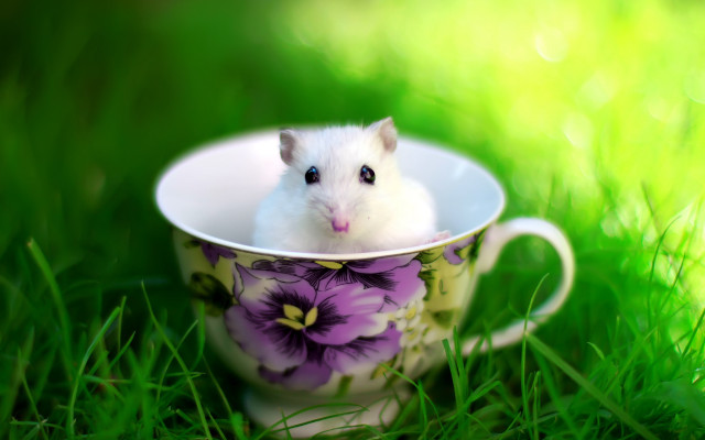 Hamster cup grass flowers nature free wallpaper for desktop - medium preview image