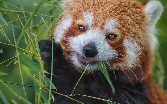 Red panda eating grass smiling free wallpaper for desktop - medium preview image