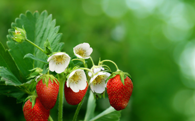 Strawberries flowers leaves macro blurry free wallpaper for desktop - medium preview image