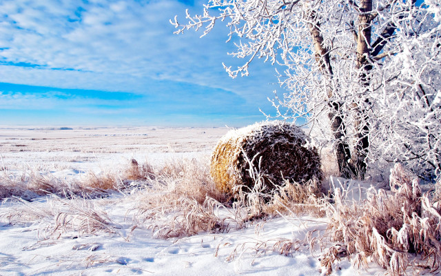 Snowy field tree bush blue free wallpaper for desktop - medium preview image