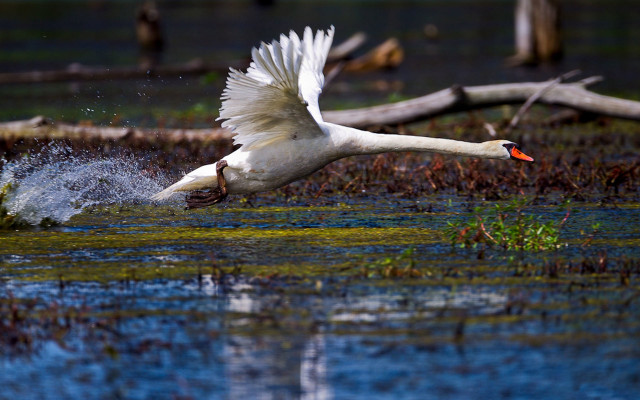 White swan flying over water free wallpaper for desktop - medium preview image