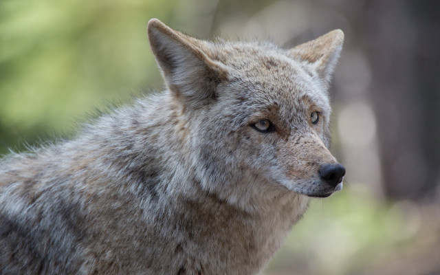 Wolf looking distance trees blurry free wallpaper for desktop - medium preview image