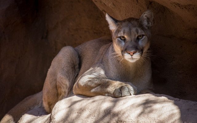Mountain lion resting rock zoo free wallpaper for desktop - medium preview image