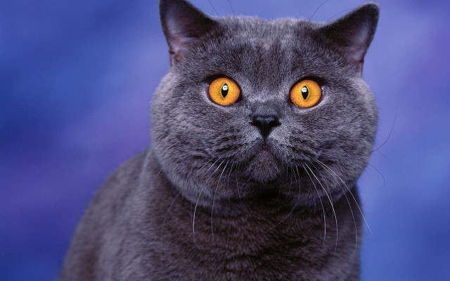 Gray cat yellow eyes blue free wallpaper for desktop - medium preview image