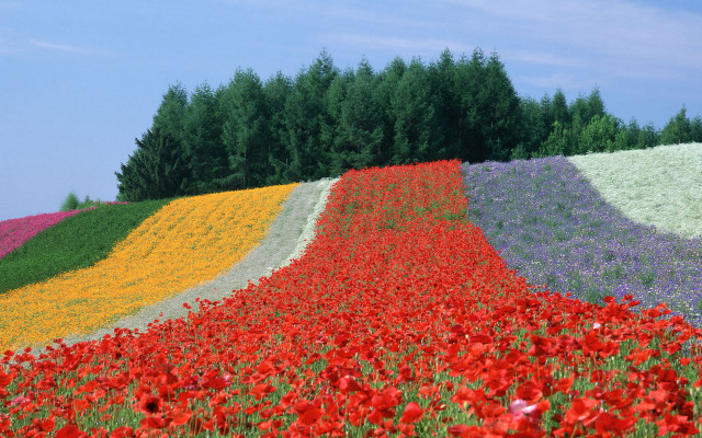 Flower field rainbow trees blue free wallpaper for desktop - medium preview image