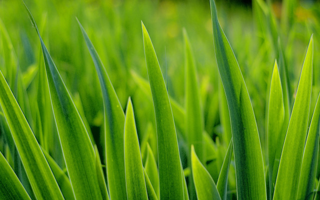 Green grass macro blurry background #2 free wallpaper for desktop - medium preview image
