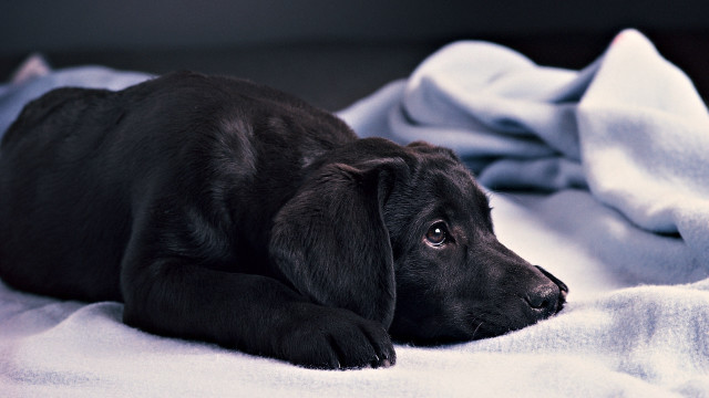 Black puppy white blanket sad free wallpaper for desktop - medium preview image