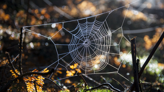 Spider web morning sunlight ecological free wallpaper for desktop - medium preview image