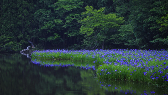 Pond trees blueflowers fallenwood nature free wallpaper for desktop - medium preview image