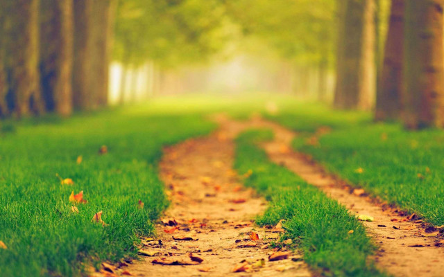 Dirt road forest autumn blurry free wallpaper for desktop - medium preview image