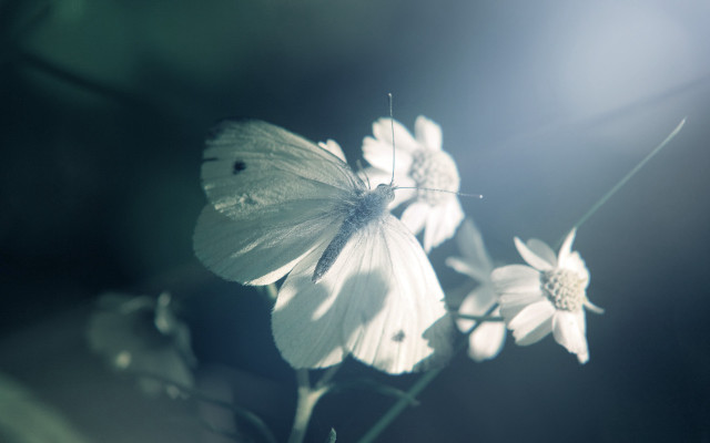 White butterfly lily flower vase free wallpaper for desktop - medium preview image