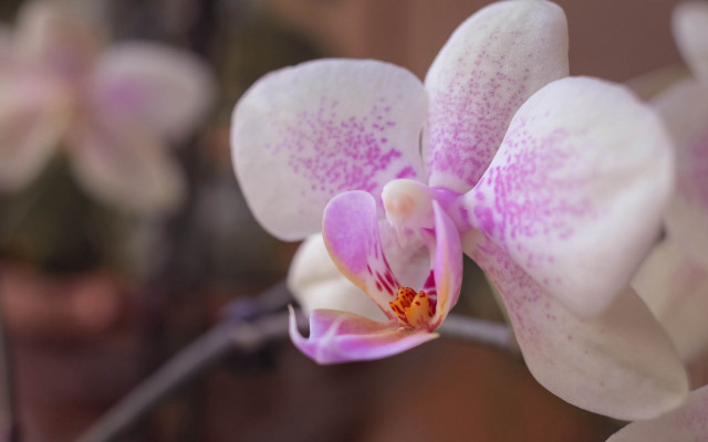 Pink flower macro bokeh blurry #3 free wallpaper for desktop - medium preview image
