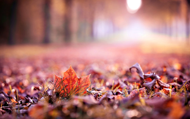 Autumn leaf light shining blurry free wallpaper for desktop - medium preview image