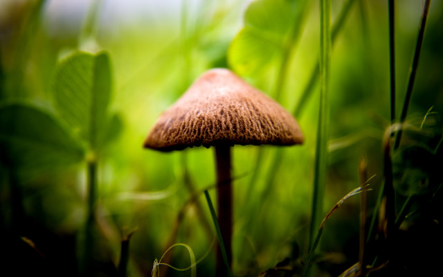 Mushroom grass blurry background bokeh free wallpaper for desktop - medium preview image