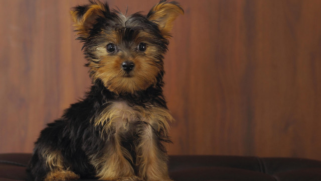 Small dog brown couch wooden free wallpaper for desktop - medium preview image