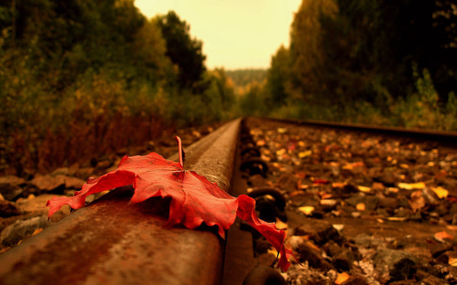 Leaf rail woods autumn fire free wallpaper for desktop - medium preview image