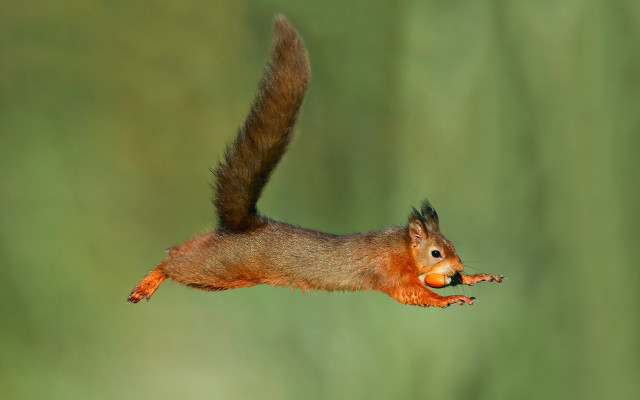 Squirrel flying food blue eyes free wallpaper for desktop - medium preview image