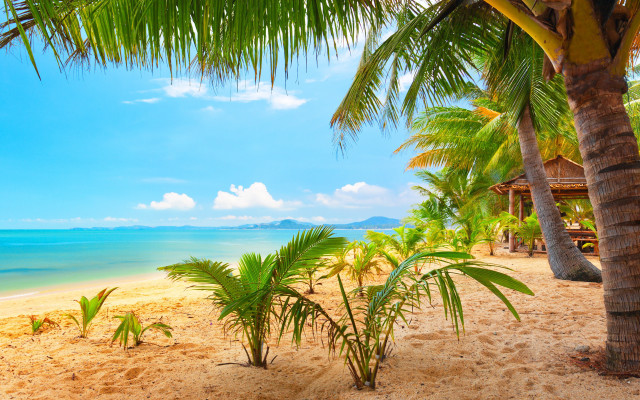 Tropical beach palm trees blue free wallpaper for desktop - medium preview image