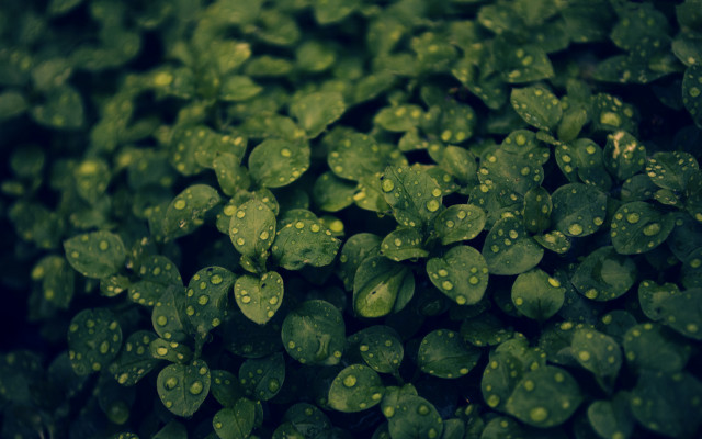 Green leaves water droplets nature #3 free wallpaper for desktop - medium preview image