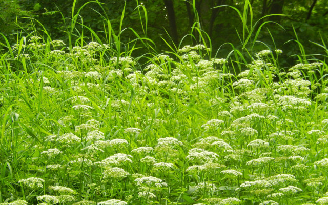 Flower field forest vines green free wallpaper for desktop - medium preview image