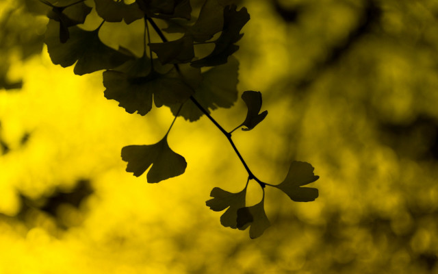 Branch leaves yellow background bokeh free wallpaper for desktop - medium preview image