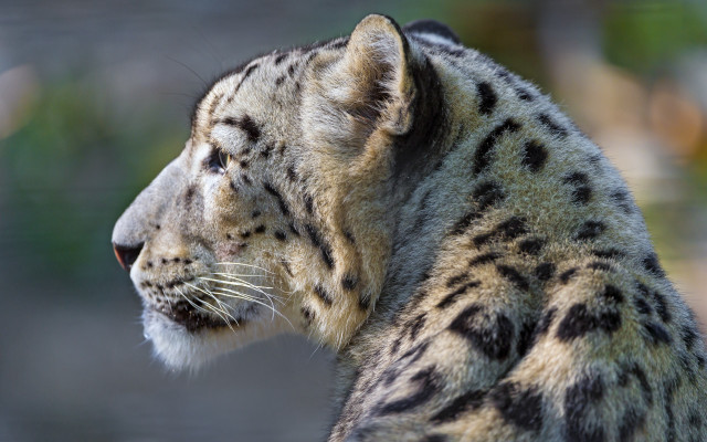 Snow leopard blurry background backlit free wallpaper for desktop - medium preview image