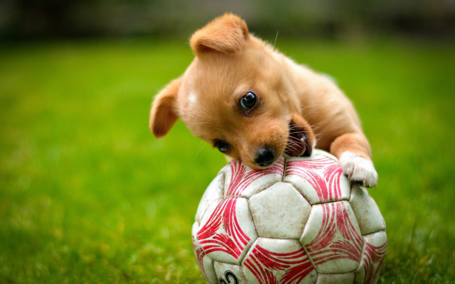 Small dog soccer ball grass free wallpaper for desktop - medium preview image