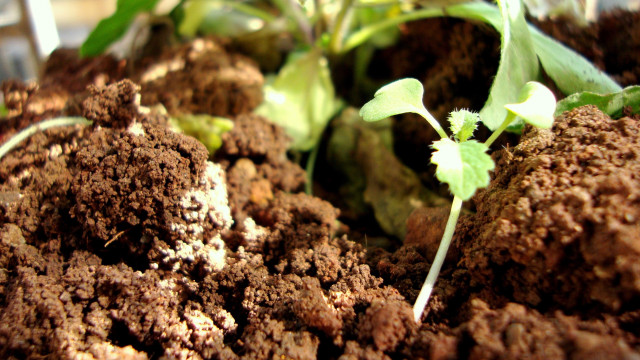 Plant dirt leaves autumn fire free wallpaper for desktop - medium preview image