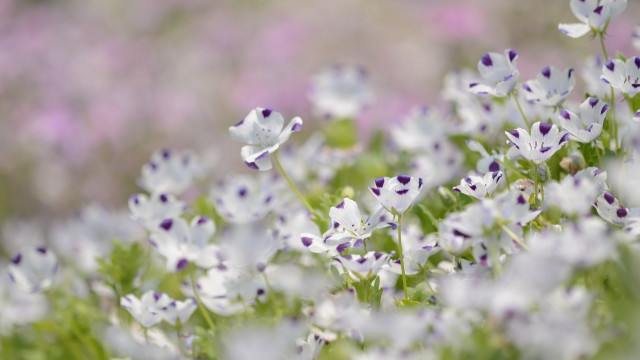 Purple flower field bokeh blurry free wallpaper for desktop - medium preview image