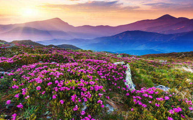Flower field mountains sunset pink #3 free wallpaper for desktop - medium preview image