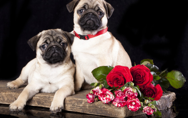 Pugs flowers vase roses stilllife free wallpaper for desktop - medium preview image