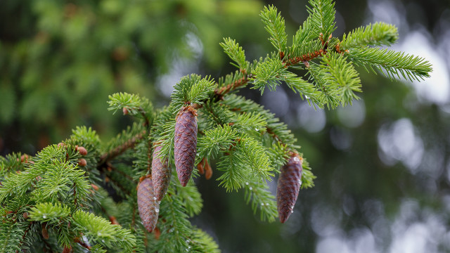 Pine cone branch blurry leaves free wallpaper for desktop - medium preview image