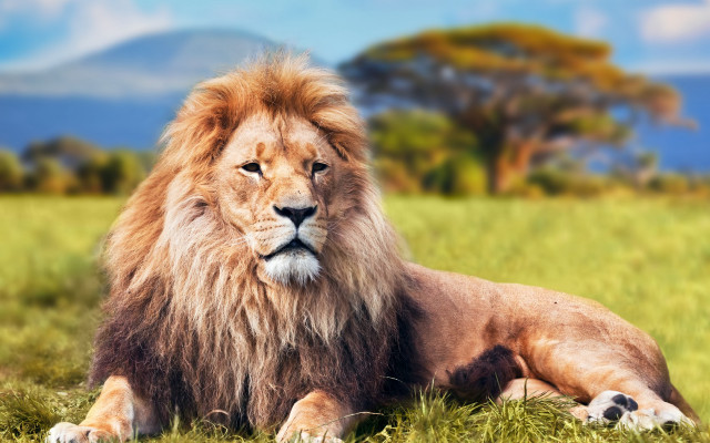 Lion grass mountain blue sky #2 free wallpaper for desktop - medium preview image