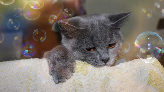 Cat towel bubbles blurry holography free wallpaper for desktop - medium preview image