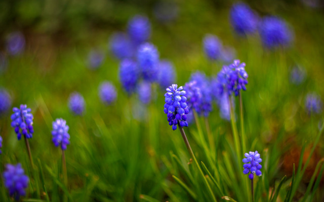 Blue flowers grass bokeh nature free wallpaper for desktop - medium preview image