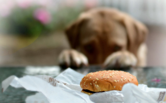 Dog sniffing hamburger blurry background free wallpaper for desktop - medium preview image