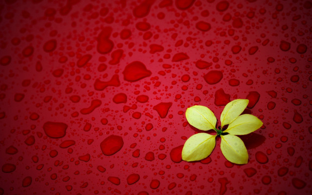 Yellow flower water drops red free wallpaper for desktop - medium preview image