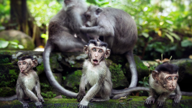 Monkeys forest nature photorealistic animals free wallpaper for desktop - medium preview image